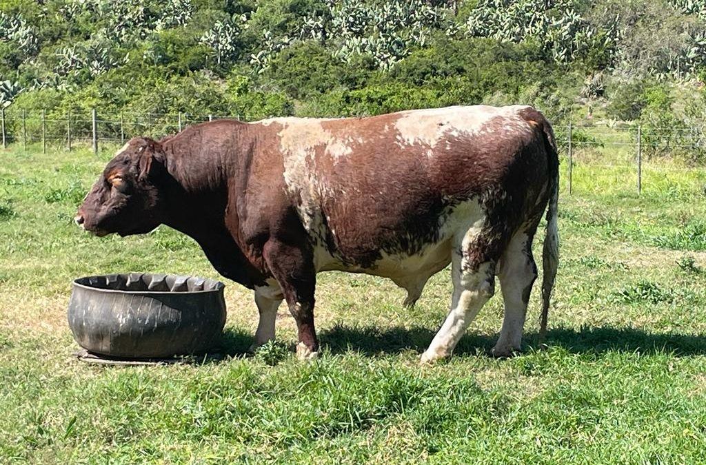 Duncraggan Beef Shorthorns