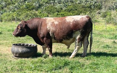 2022 sale bulls: Auld Reekie, Bradman and Bendigo
