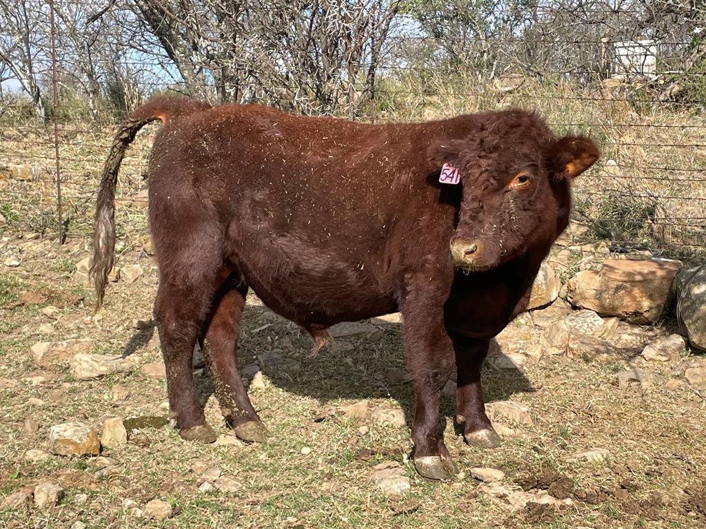 Duncraggan Beef Shorthorns photo