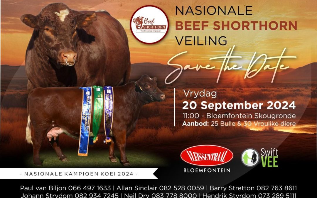 Duncraggan bulls for the National Beef Shorthorn Sale
