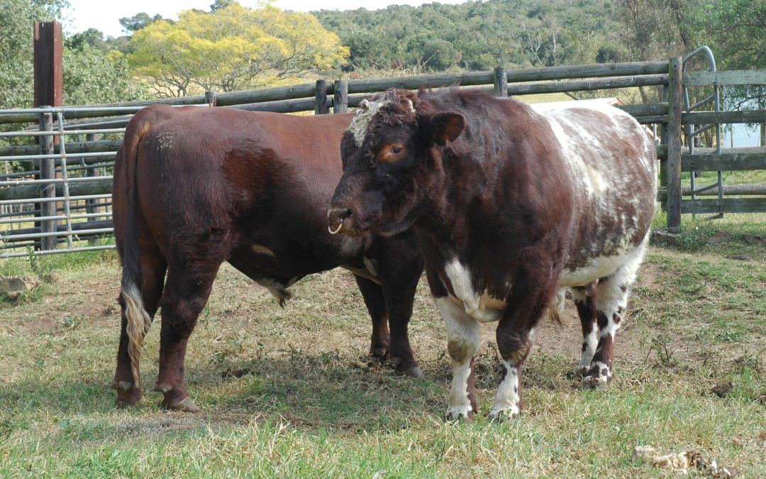 National Beef Shorthorn Sale 2024: the results
