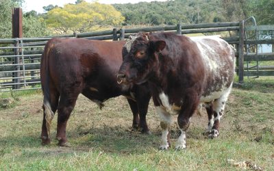National Beef Shorthorn Sale 2024: the results