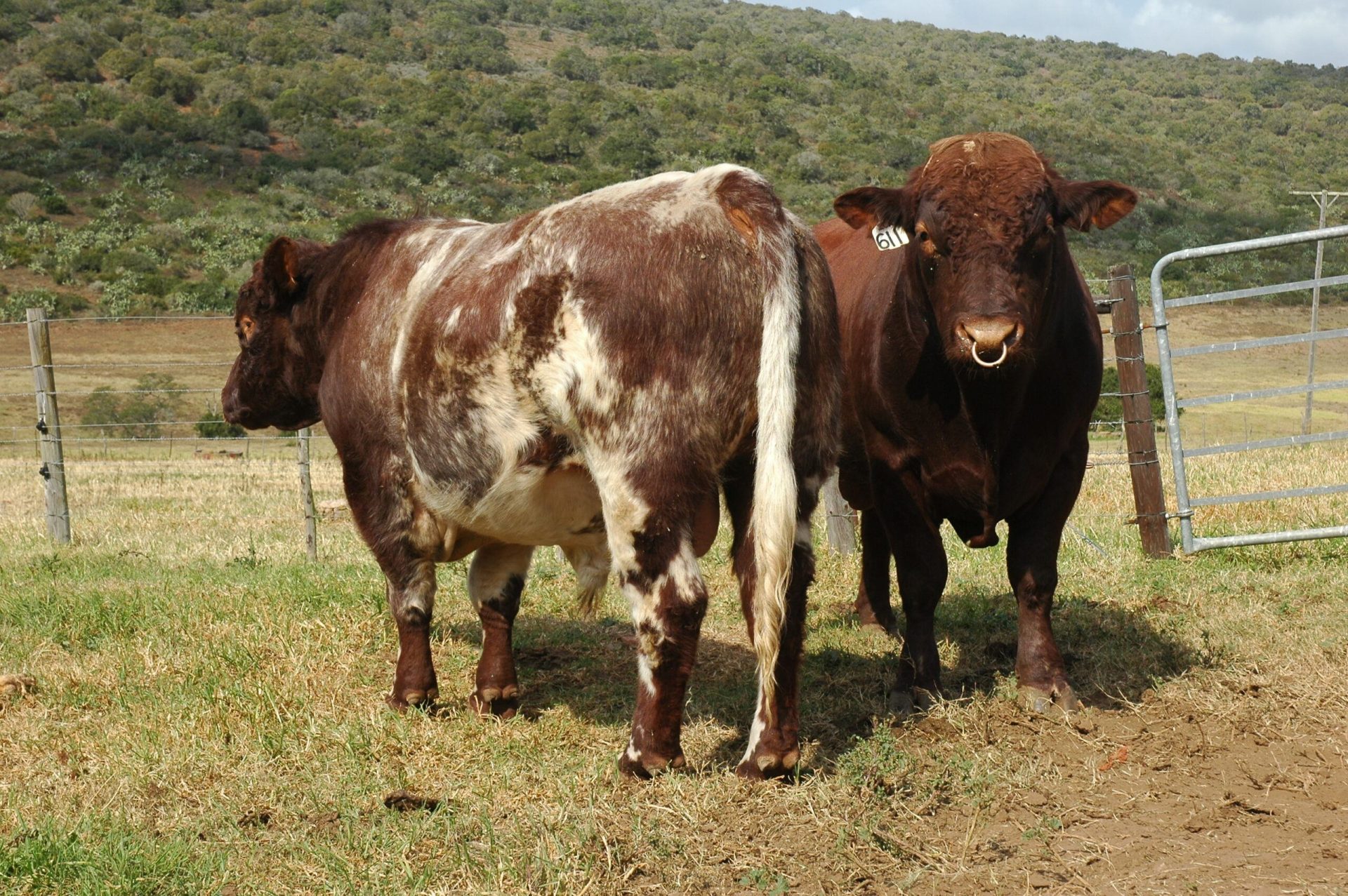 Duncraggan Beef Shorthorns photo